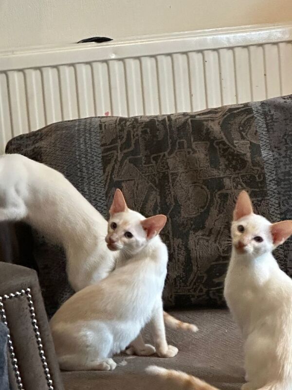 Kittens for loving homes - Image 2 of 3
