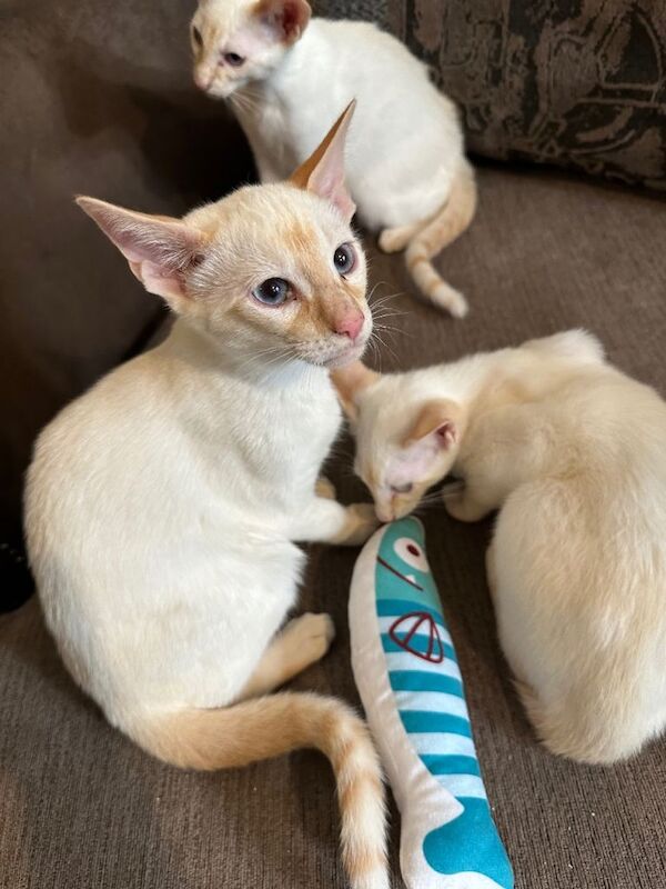 Kittens for loving homes - Image 3 of 3
