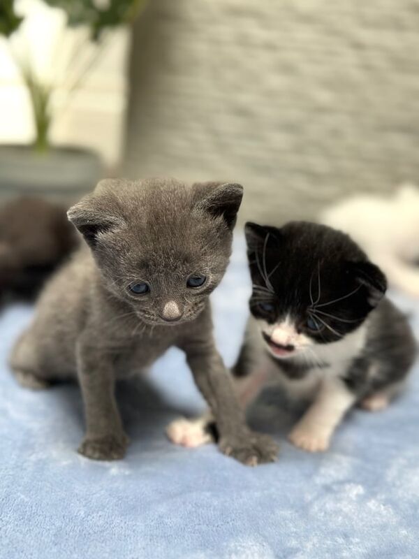 Siamese kittens for sale in Ilford, Greater London – 6 weeks old