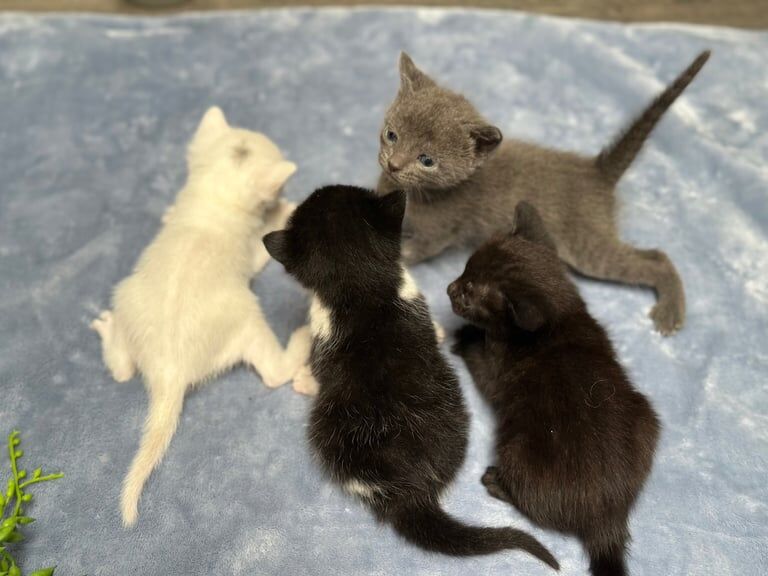Siamese kittens for sale in Ilford, Greater London – 6 weeks old - Image 2 of 3