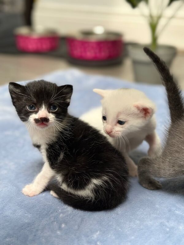 Siamese kittens for sale in Ilford, Greater London – 6 weeks old - Image 3 of 3