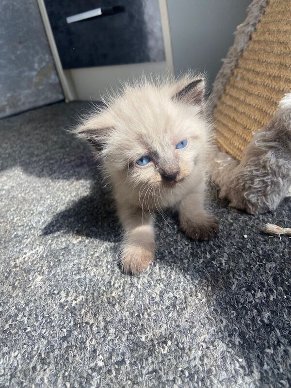 Siamese kittens for sale in Lowestoft, Suffolk – 6 weeks old