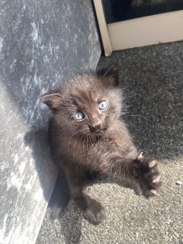 Siamese kittens for sale in Lowestoft, Suffolk – 6 weeks old - Image 2 of 3