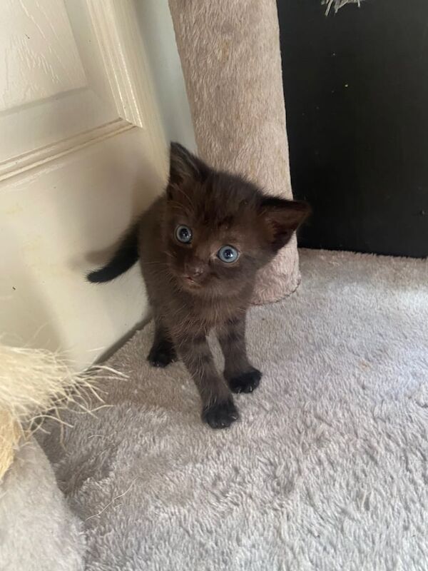 Siamese kittens for sale in Lowestoft, Suffolk – 6 weeks old - Image 3 of 3