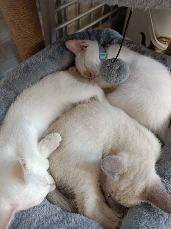 Siamese kittens for sale in Audenshaw, Greater Manchester β 11 weeks old