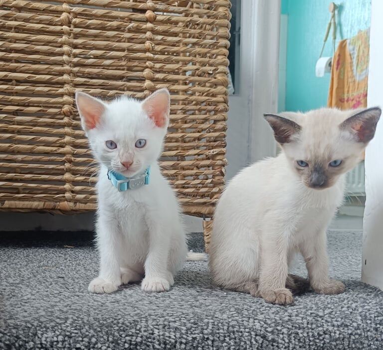 Siamese kittens for sale in Audenshaw, Greater Manchester – 11 weeks old - Image 2 of 3