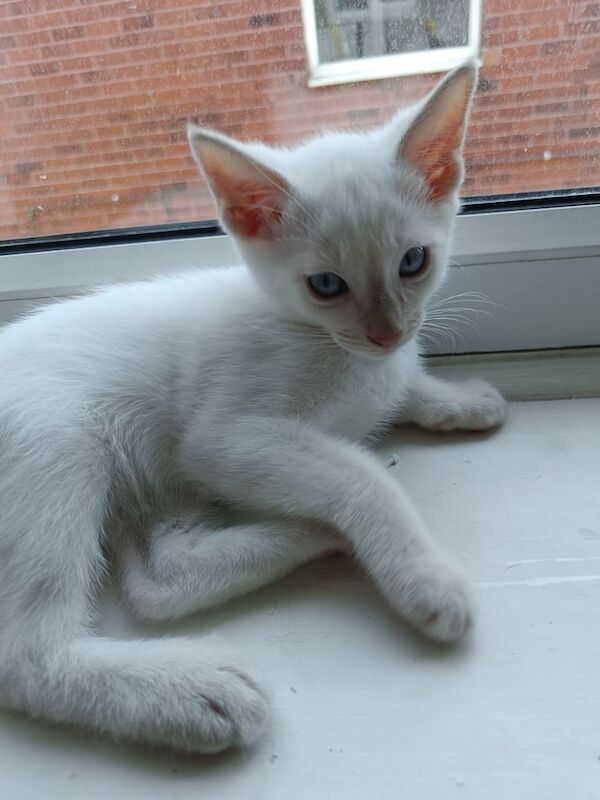 Siamese kittens for sale in Audenshaw, Greater Manchester – 11 weeks old - Image 3 of 3