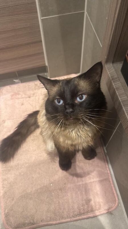 Siamese kittens for sale in Rainham, Greater London – 2 years old