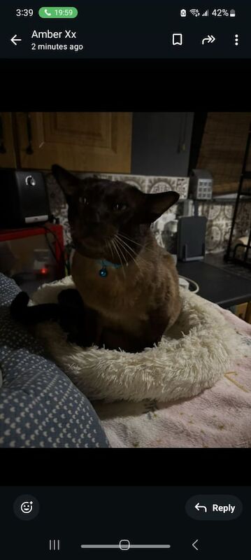 Siamese Kittens For Sale