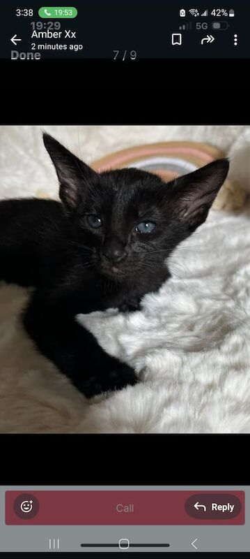 Siamese kittens for sale in Bangor, County Down – 10 weeks old - Image 2 of 3