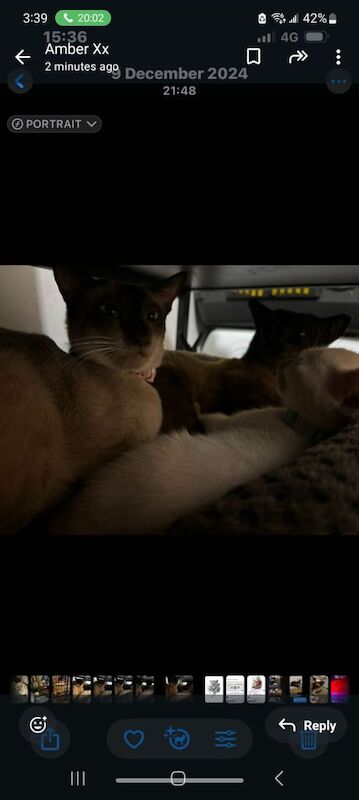 Siamese kittens for sale in Bangor, County Down – 10 weeks old - Image 3 of 3