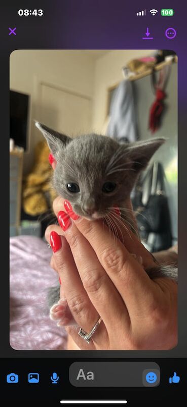 Siamese kittens for sale in Musselburgh, East Lothian – 5 weeks old