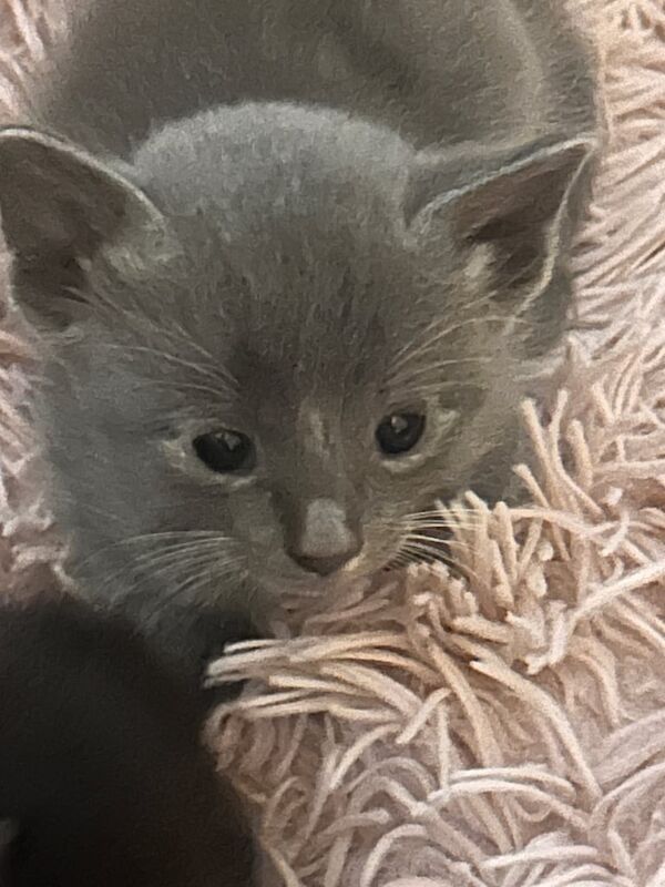 Siamese kittens for sale in Musselburgh, East Lothian – 5 weeks old - Image 2 of 3