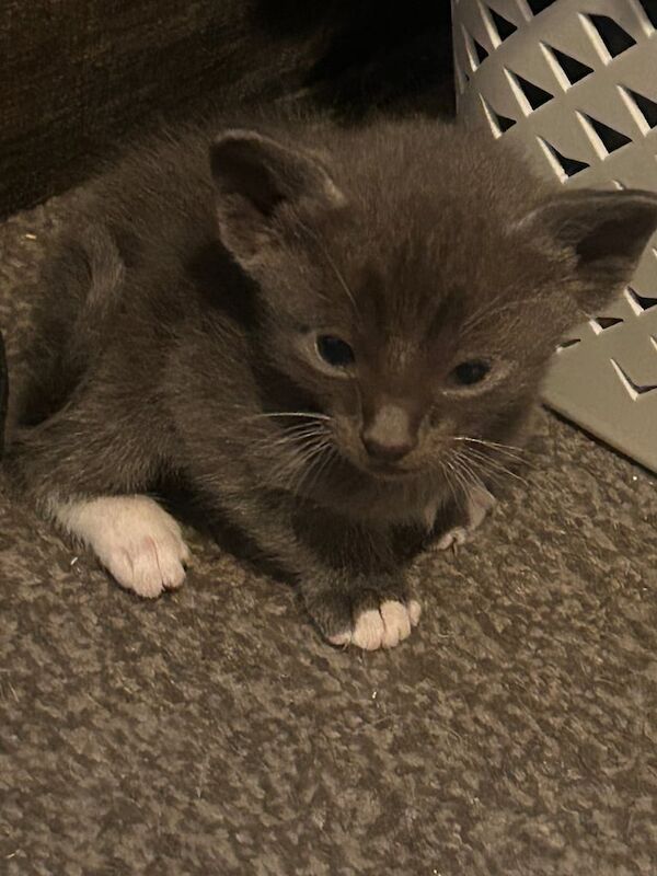 Siamese kittens for sale in Musselburgh, East Lothian – 5 weeks old - Image 3 of 3