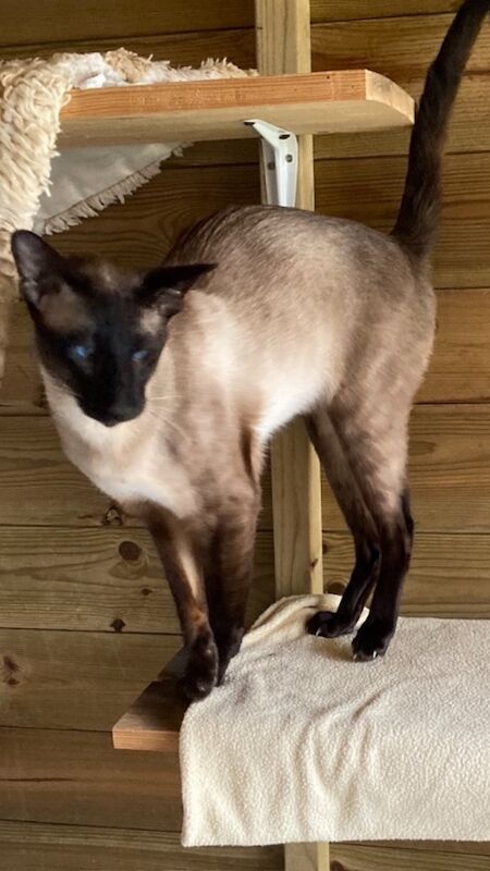 Proven GCCF Seal Point stud boy for sale in Cardiff / Caerdydd, South Glamorgan