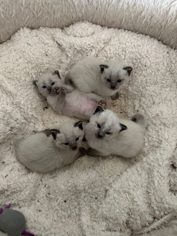 Purebred Siamese Kittens