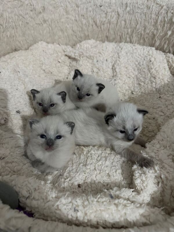 Purebred Siamese Kittens - Image 2 of 6