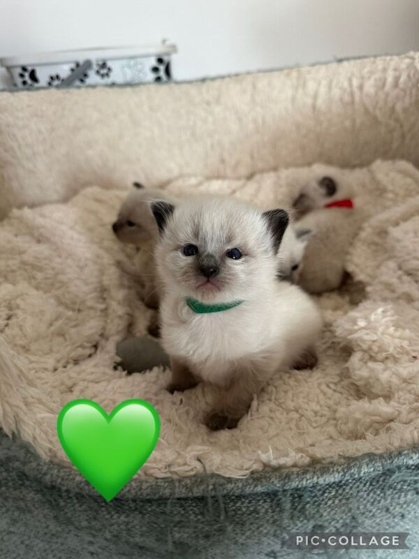 Purebred Siamese Kittens - Image 3 of 6