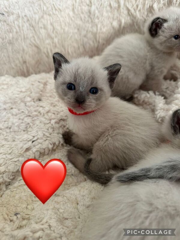 Purebred Siamese Kittens - Image 4 of 6