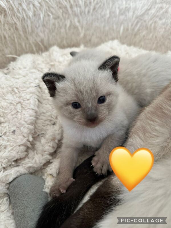 Purebred Siamese Kittens - Image 5 of 6