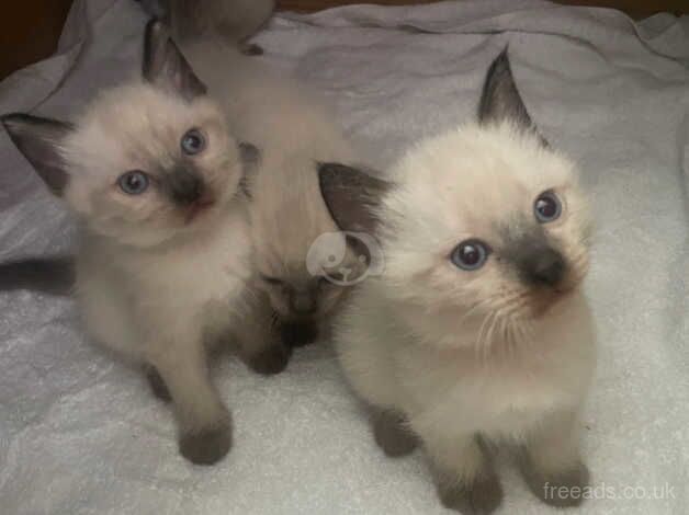 Ragamese kittens Ragdoll X Siamese for sale in Ealing, Ealing, Greater London - Image 1
