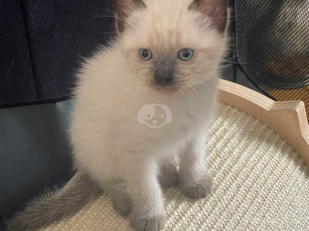 Ragamese kittens Ragdoll X Siamese for sale in Ealing, Ealing, Greater London - Image 2