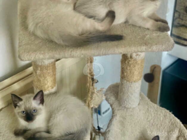 Ragamese kittens Ragdoll X Siamese for sale in Ealing, Ealing, Greater London - Image 3
