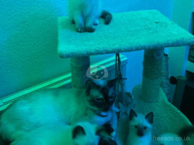 Ragamese kittens Ragdoll X Siamese for sale in Ealing, Ealing, Greater London - Image 4