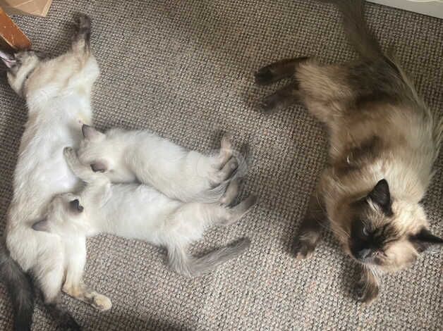 Ragamese kittens Ragdoll X Siamese for sale in Ealing, Ealing, Greater London - Image 5