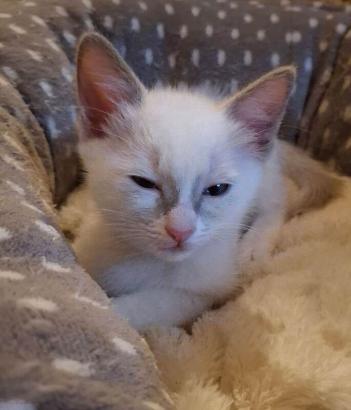 Siamese kittens for sale in Clitheroe, Lancashire – 9 weeks old