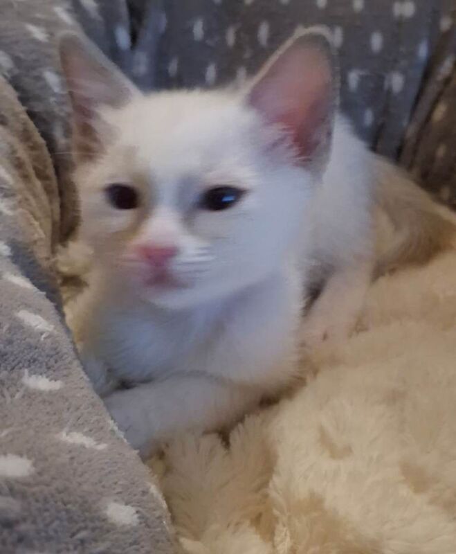 Siamese kittens for sale in Clitheroe, Lancashire – 3 months old - Image 2 of 3