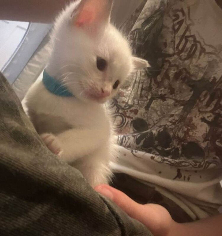 Siamese kittens for sale in Clitheroe, Lancashire – 3 months old - Image 3 of 3