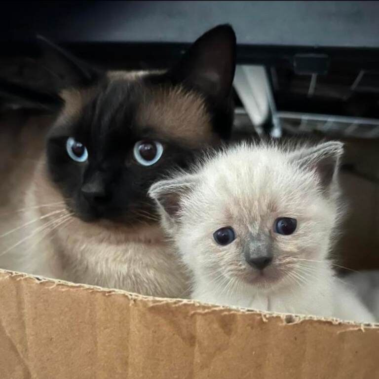Siamese Kittens For Sale