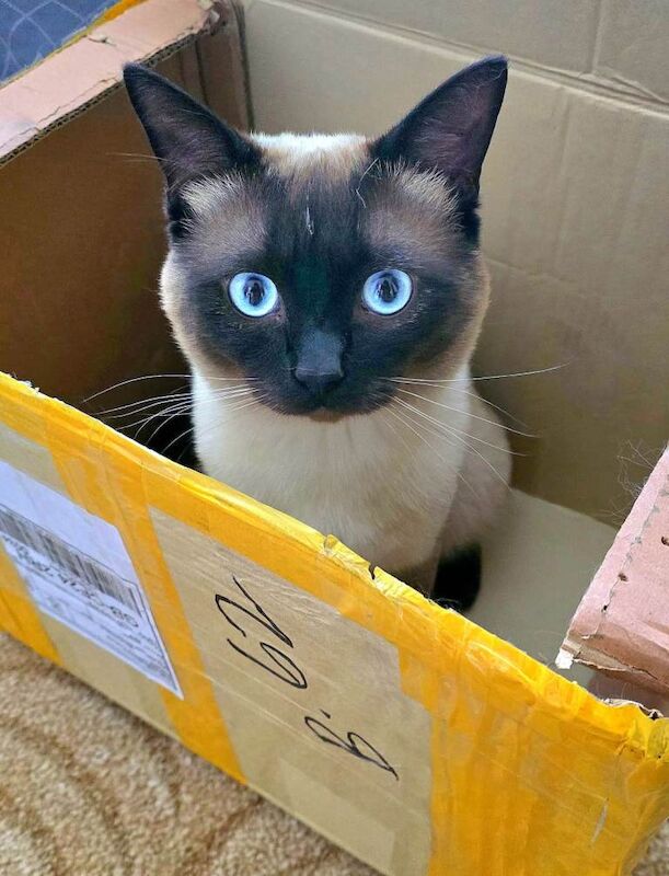 Siamese kittens for sale in Tremorfa, Cardiff – 2 years old - Image 2 of 3