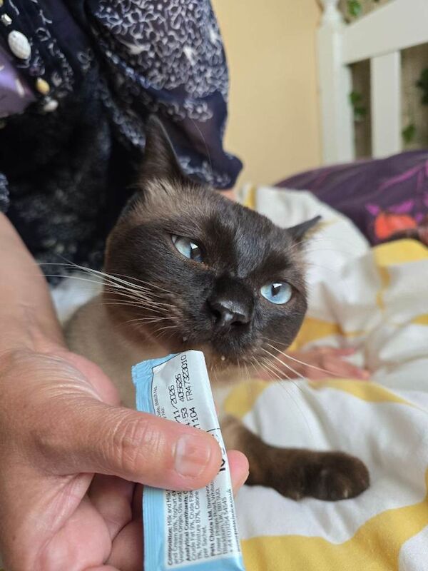 Siamese kittens for sale in Tremorfa, Cardiff – 2 years old - Image 3 of 3