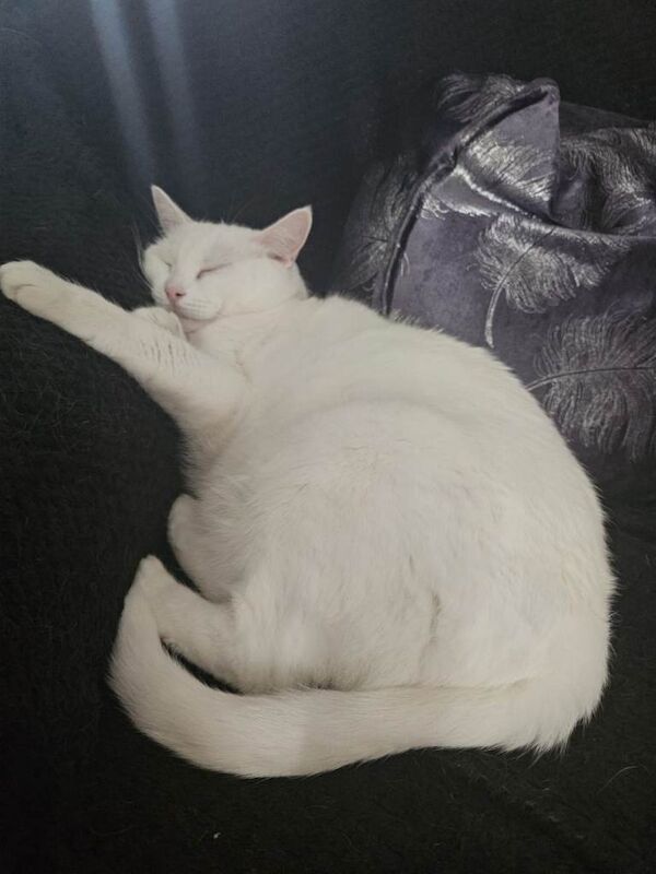 Siamese Kittens For Sale Under £300