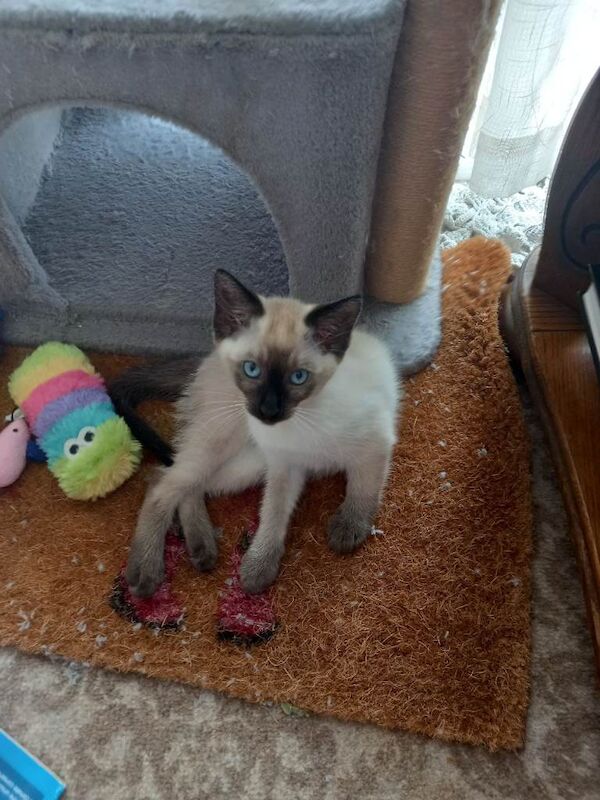 Siamese Kittens For Sale