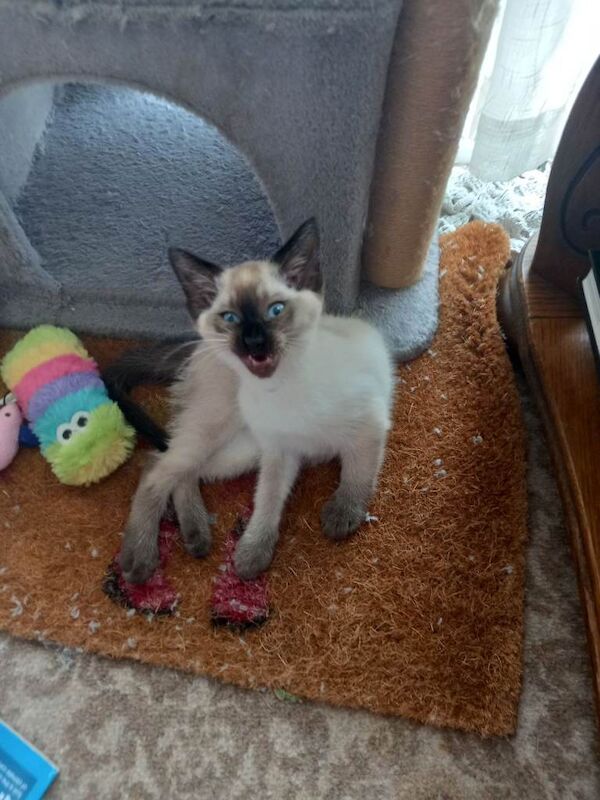 Seal point Siamese X Seal point Ragamese. - Image 2 of 5