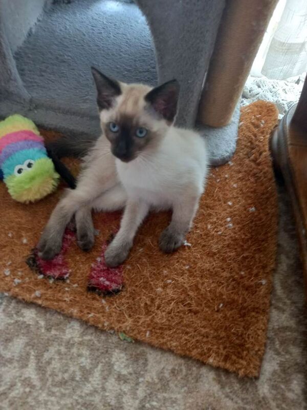 Seal point Siamese X Seal point Ragamese. - Image 3 of 5