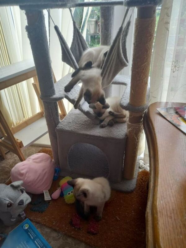 Seal point Siamese X Seal point Ragamese. - Image 4 of 5