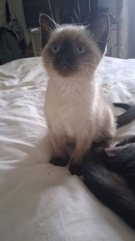 Siamese 12 weeks old kitten available in Bradford