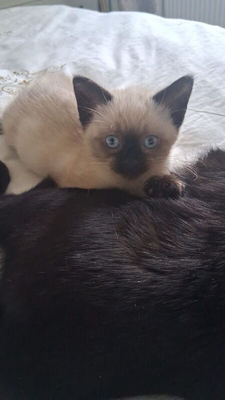 Siamese 12 weeks old kitten available in Bradford - Image 2 of 2
