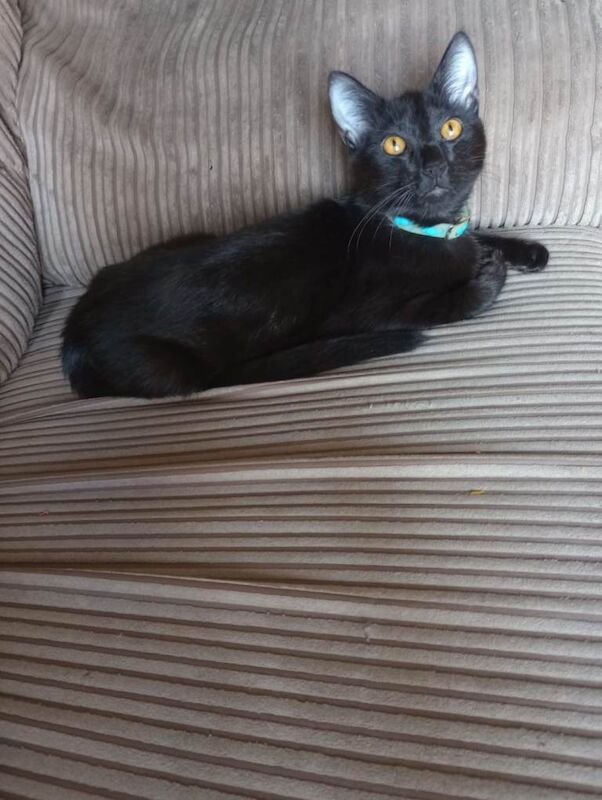 Siamese - Image 2 of 4