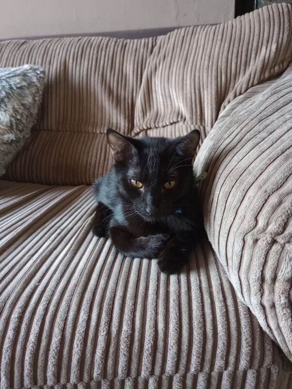 Siamese - Image 3 of 4