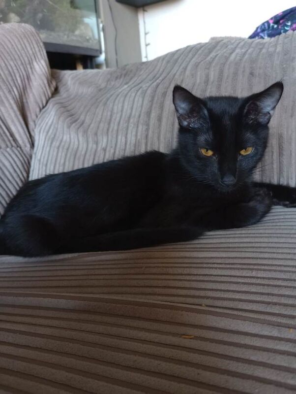 Siamese - Image 4 of 4