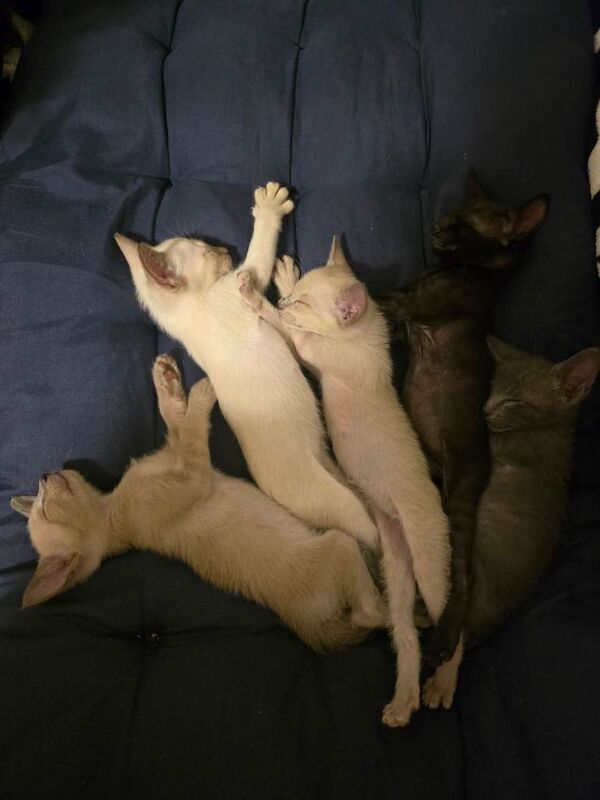 Siamese Kittens For Sale
