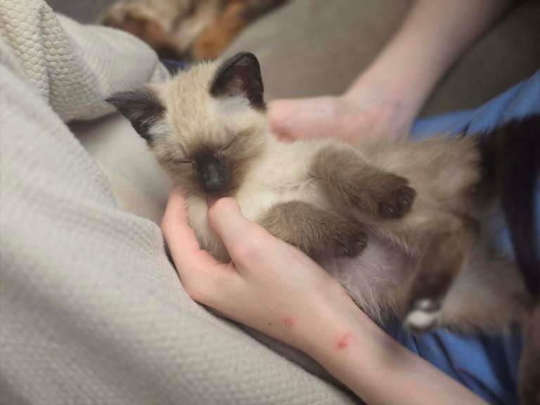 Siamese