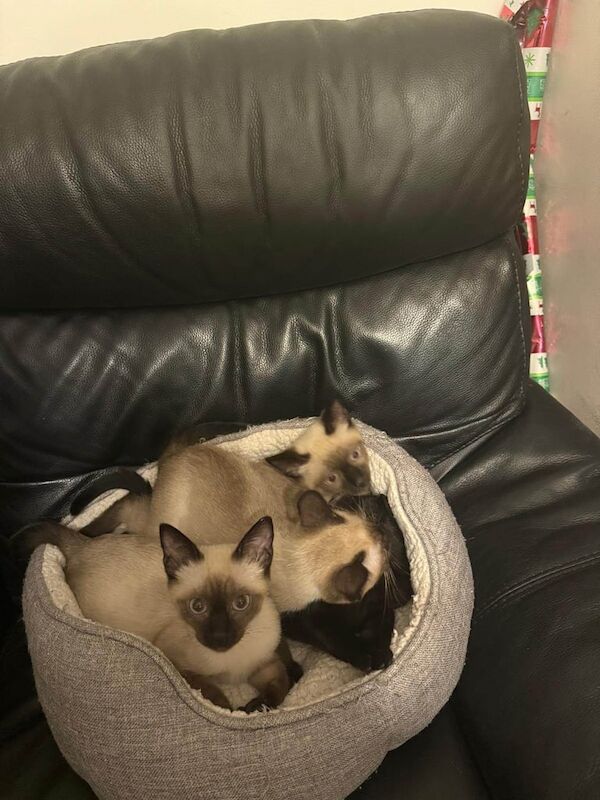 Siamese kittens for sale in Leicester, Leicestershire – 3 months old