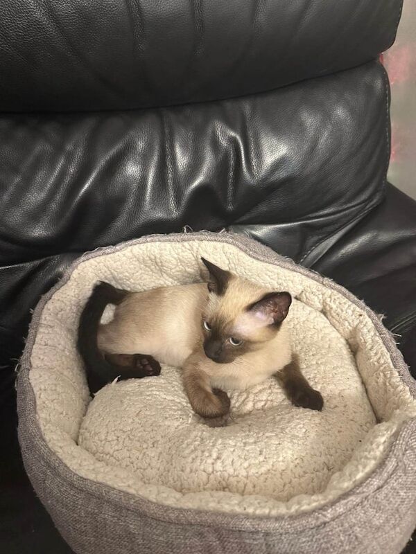 Siamese kittens for sale in Leicester, Leicestershire – 3 months old - Image 2 of 3