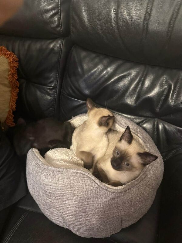 Siamese kittens for sale in Leicester, Leicestershire – 3 months old - Image 3 of 3